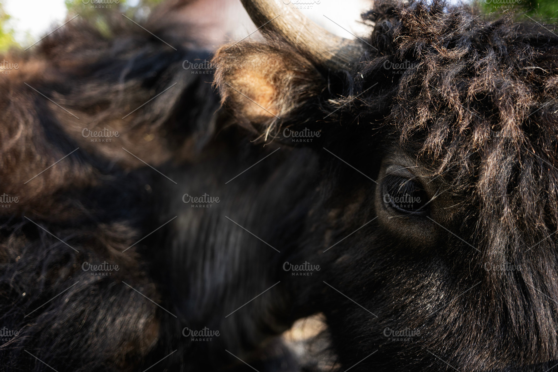 Close-up of a black fluffy animal with a detailed eye view, a Photo by AS photostudio