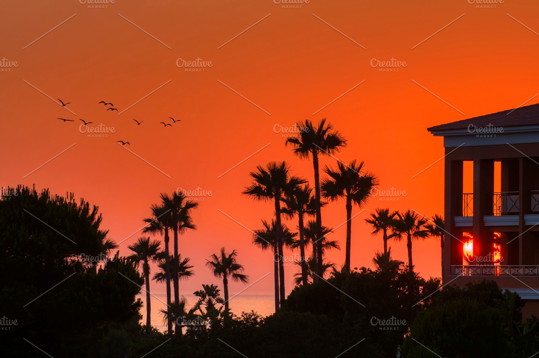 Sunset with palms in Cadiz, Spain., a Nature Photo by CreativePhotoSpain