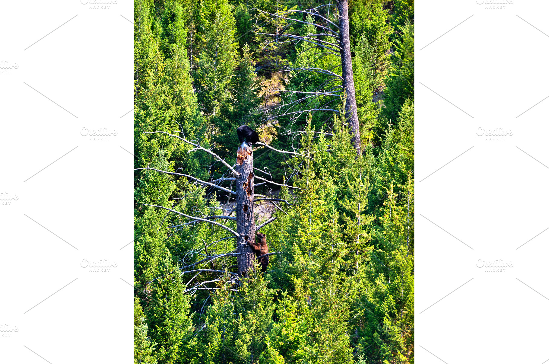 Two black bear cubs climbing a dead, an Animal Photo by Leonid Andronov