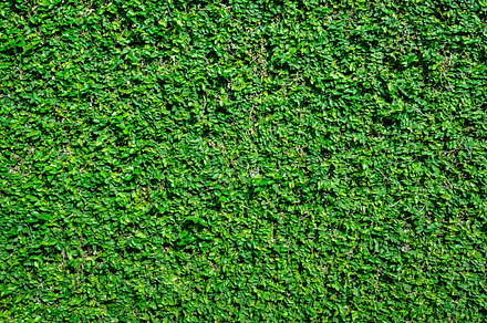 Green leaves wall background containing backdrop, background, and block, a Nature Photo by Bohbeh