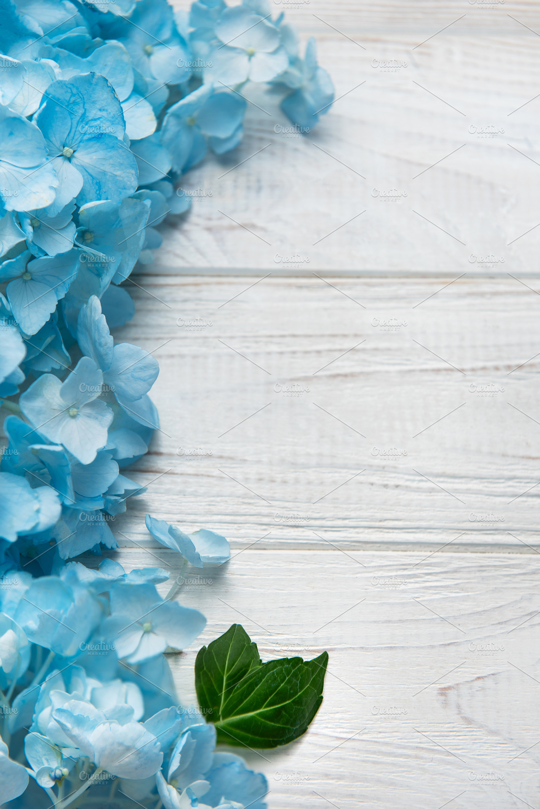 Blue hydrangea flowers blooming on white wooden background, a Nature Photo by Olena Rudo