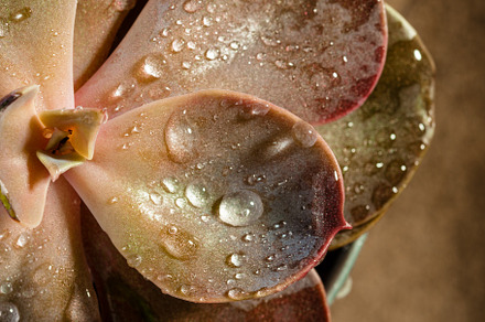 Succulents red echeveria closeup stock photo containing succulent and, a Nature Photo by Irina Burakova