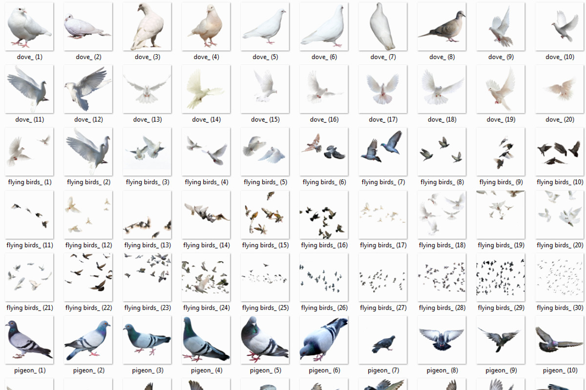 70 Birds Photo Overlays PNG, a Plug-in Add-On by ZephyrDigital (Photo 4 of 4)