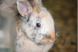 Close-up Profile Portrait of a, an Animal Photo by MadPhotos