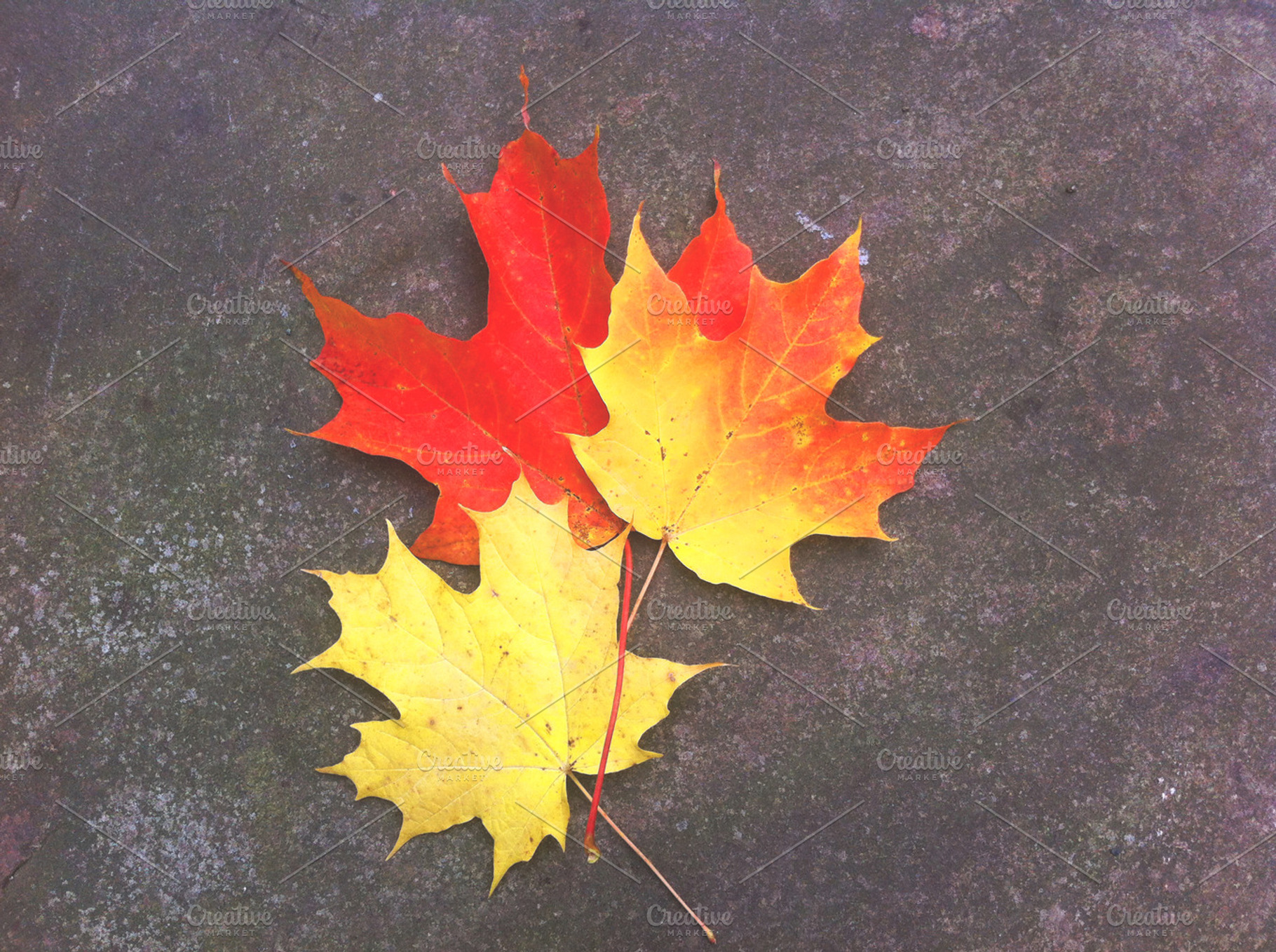 Autumn Leaves On Stone, a Nature Photo by RM Photos and Art