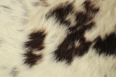 Animal print background stock photo containing abstract and animal