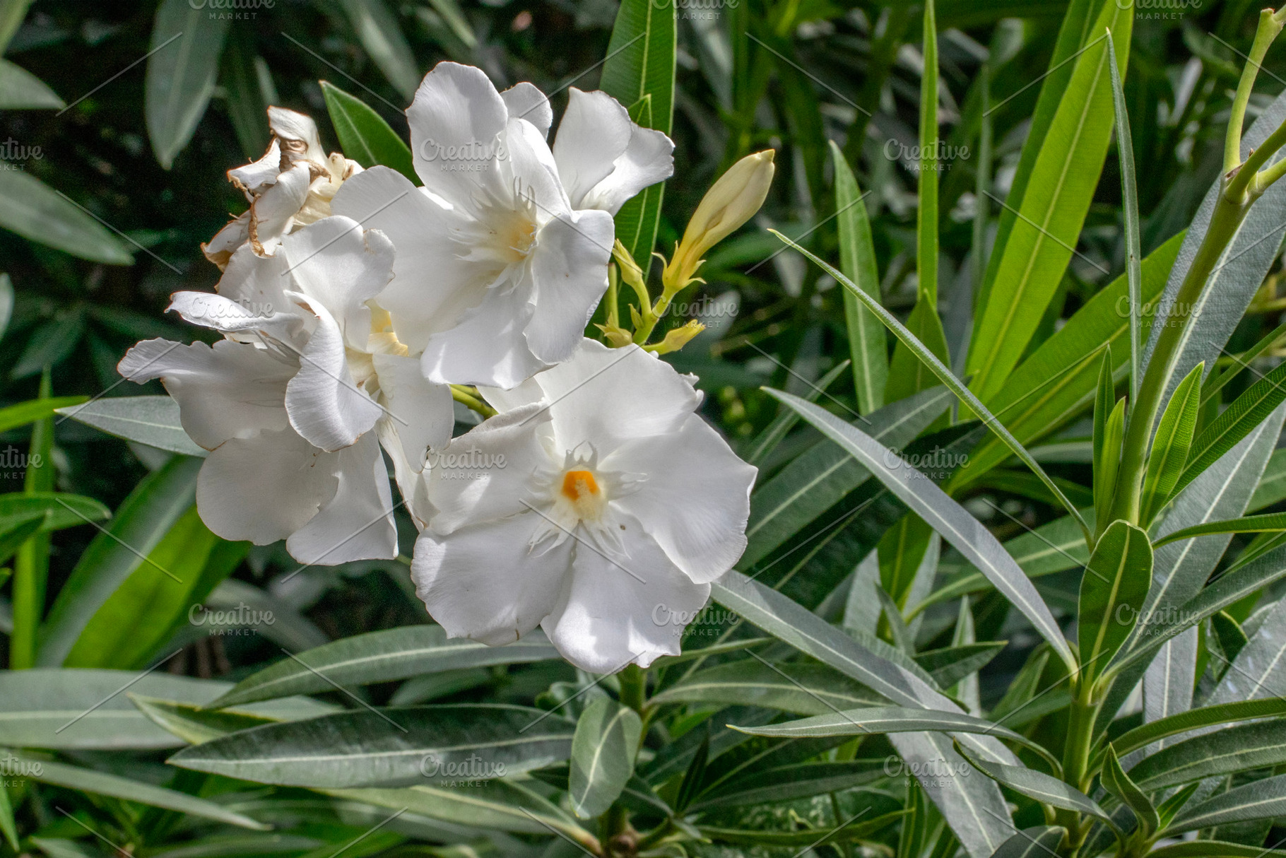 Common oleander (Nerium oleander), a Nature Photo by Schreibikus