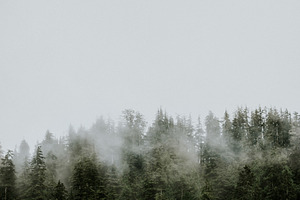 Foggy Evergreen Trees