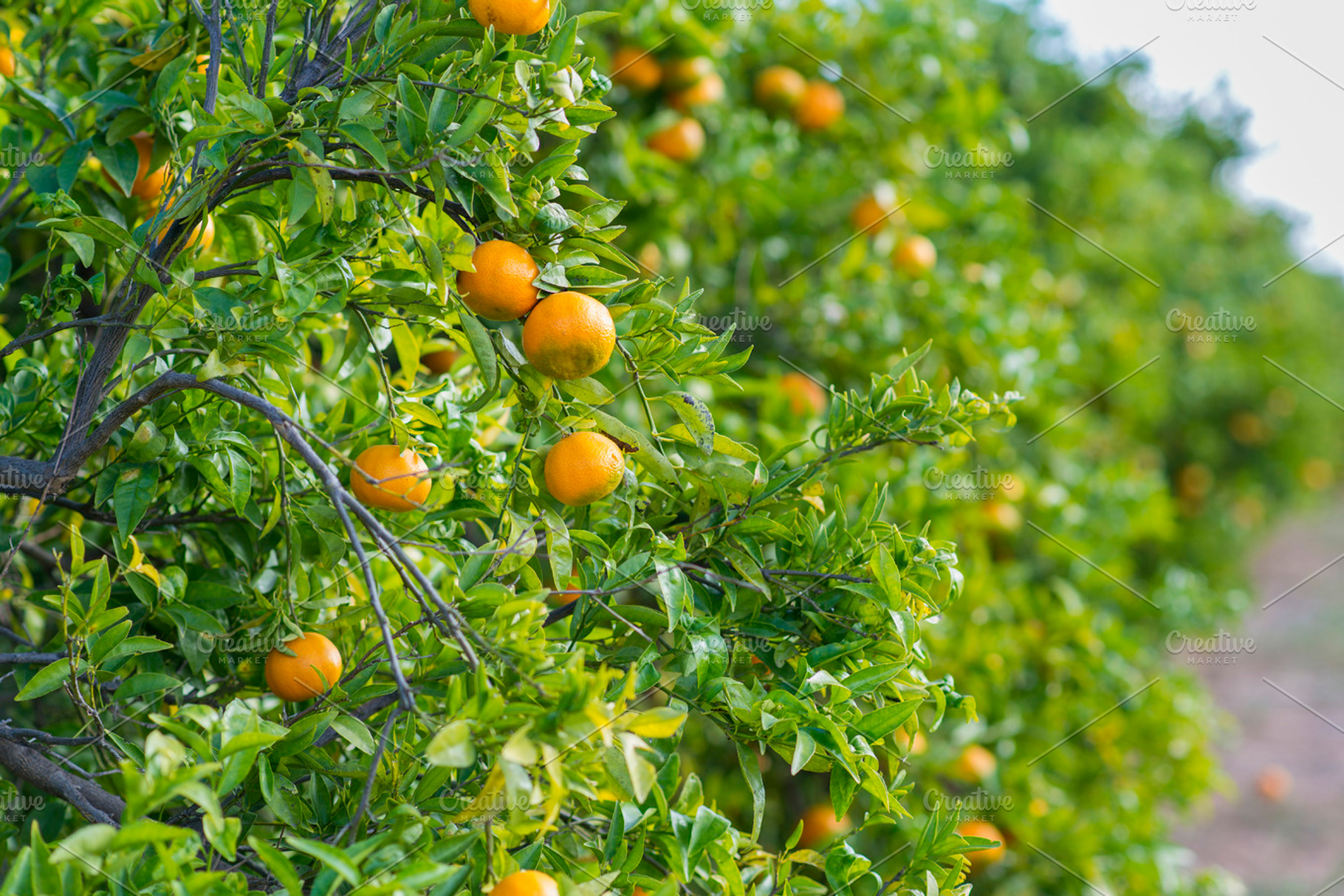 Oranges containing valencia, valencia orange, and agriculture, a Nature Photo by Josfor photos