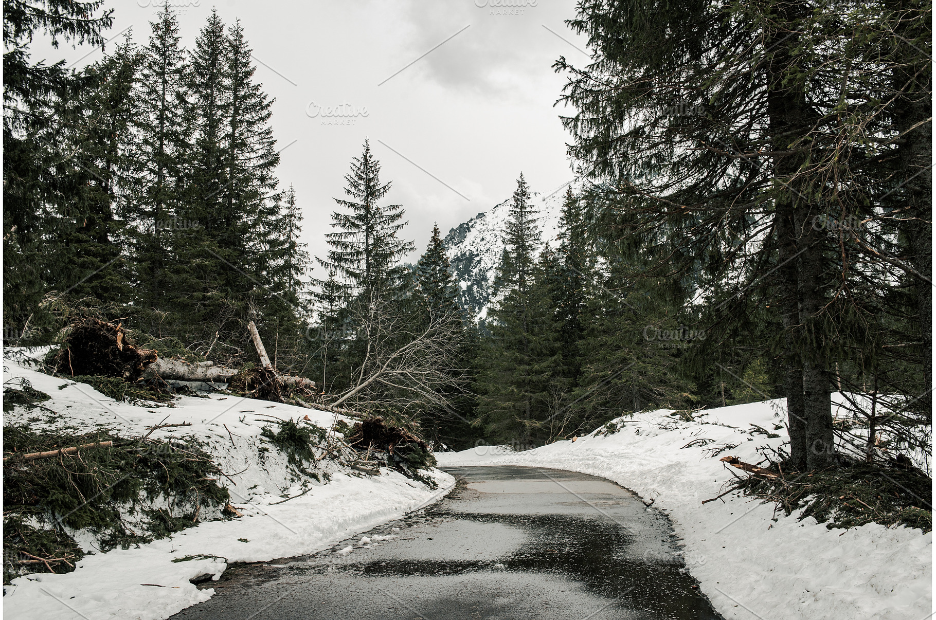 Mountain fir forest and the road, a Nature Photo by Nature and travel