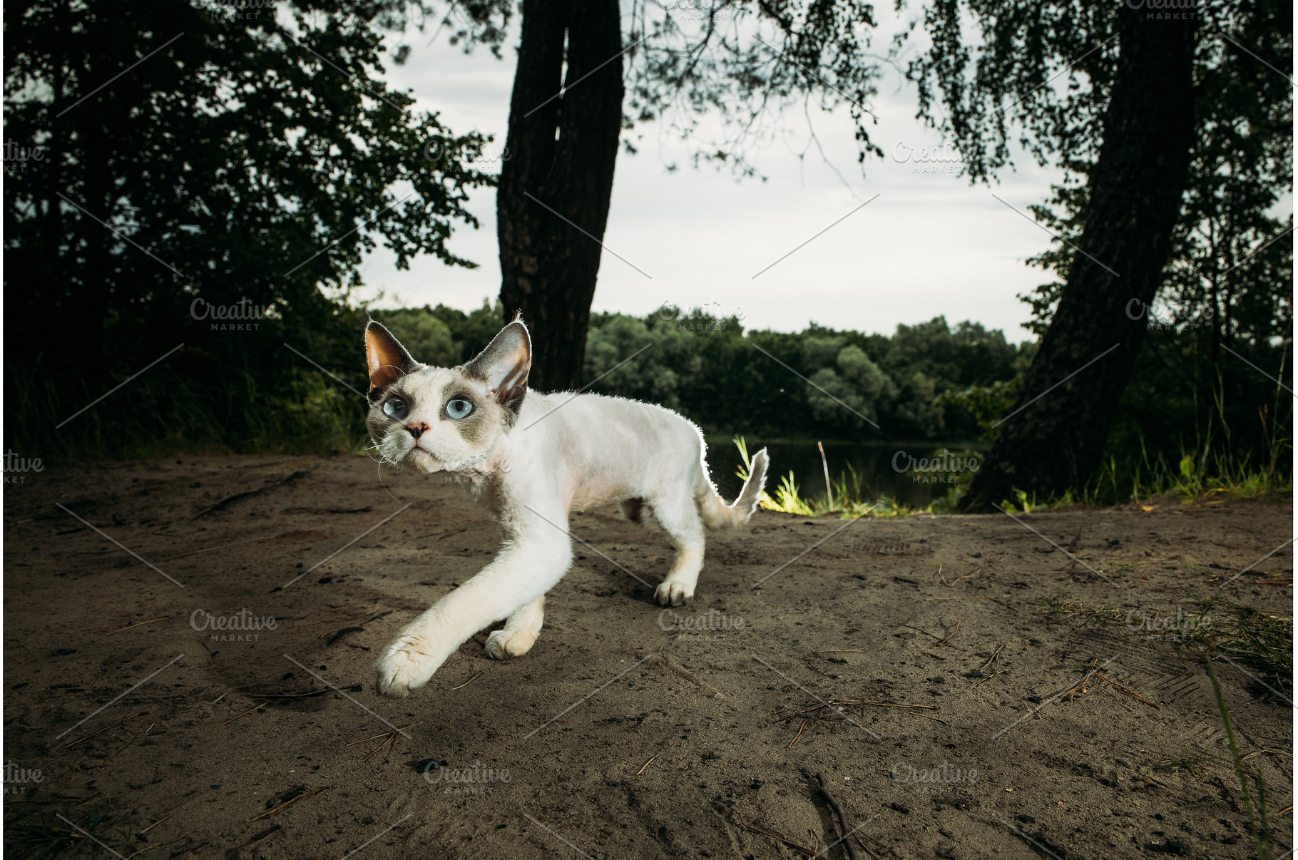 Cat walking gracefully in a natural, an Animal Photo by Our Amazing World