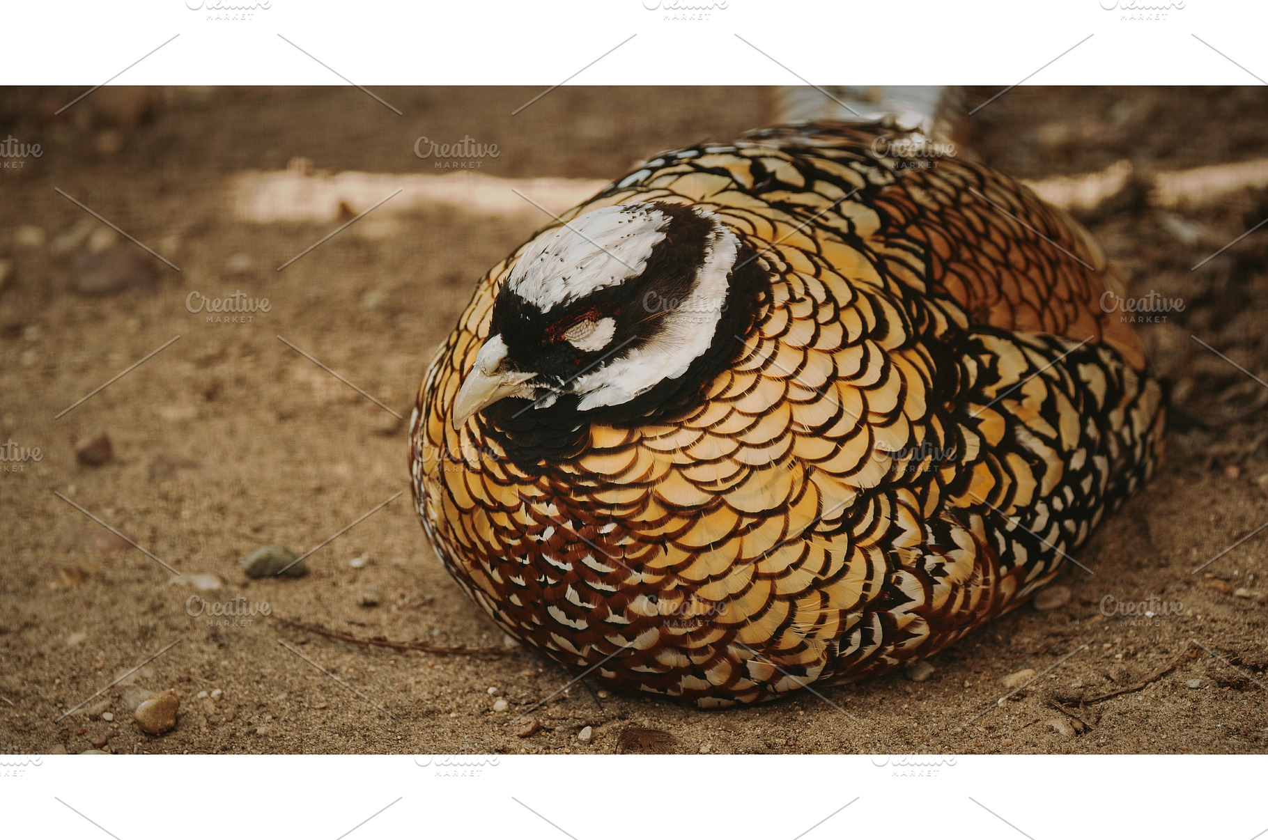 Reeves's pheasant sleeping in yard, an Animal Photo by Our Amazing World