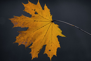 Leaf #9, a Nature Photo by jakub_kopecky