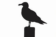 Bird Silhouette design bundle, an Illustration by BIPLOB EXPERT (Thumbnail 9 of 13)