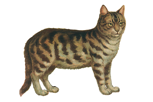 Vintage Cat Painting