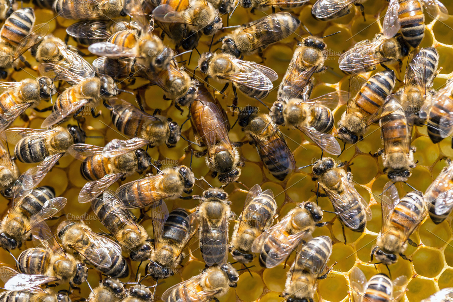 Bees stock photo containing bee and queen, an Animal Photo by Grafvision photography