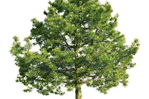 Scotch pine (Pinus sylvestris)