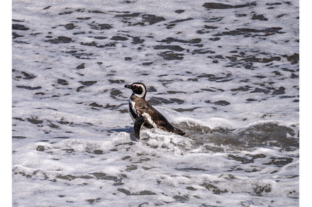 Magellanic penguin leaving the surf, an Animal Photo by Backyard Stock