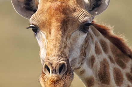 Giraffe giraffa camelopardalis containing wildlife, amakhala, and amakhala