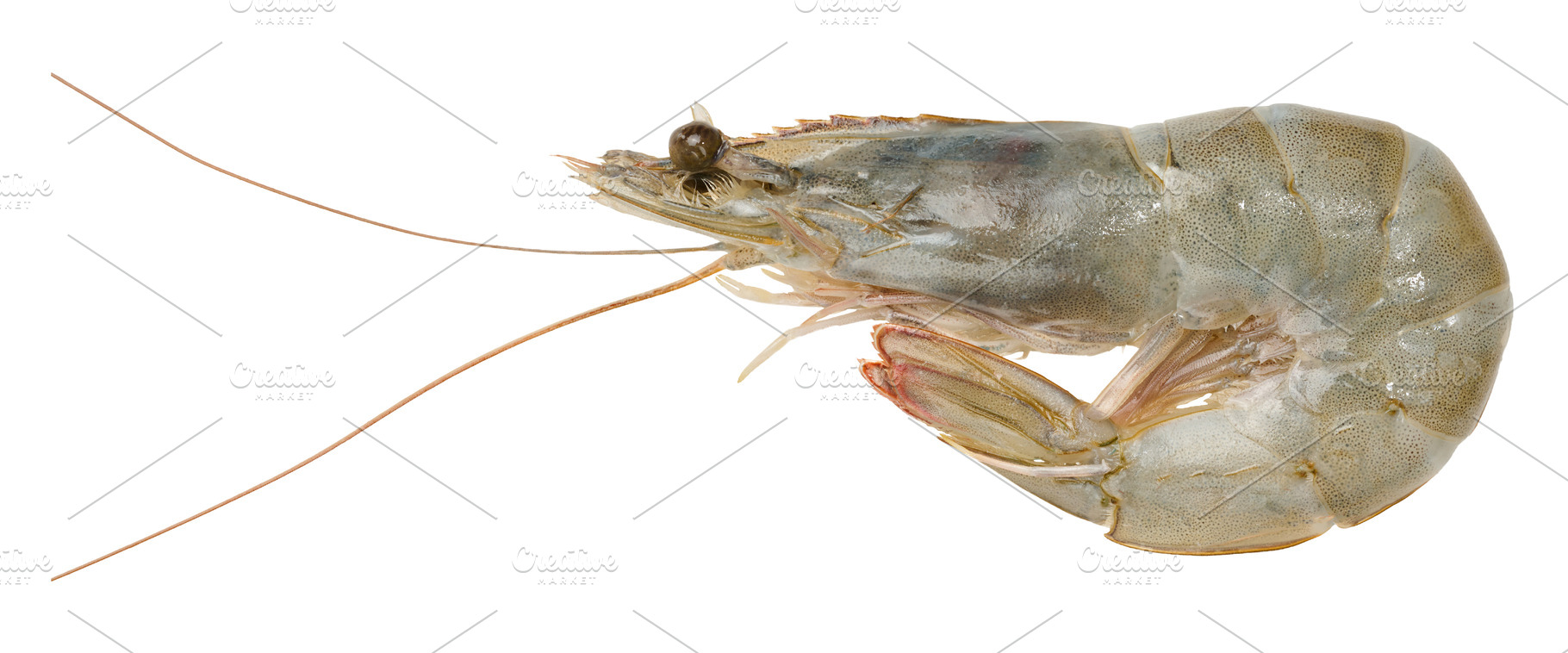 Fresh raw tiger prawn with long whiskers on isolated background, a Food & Drink Photo by ndanko