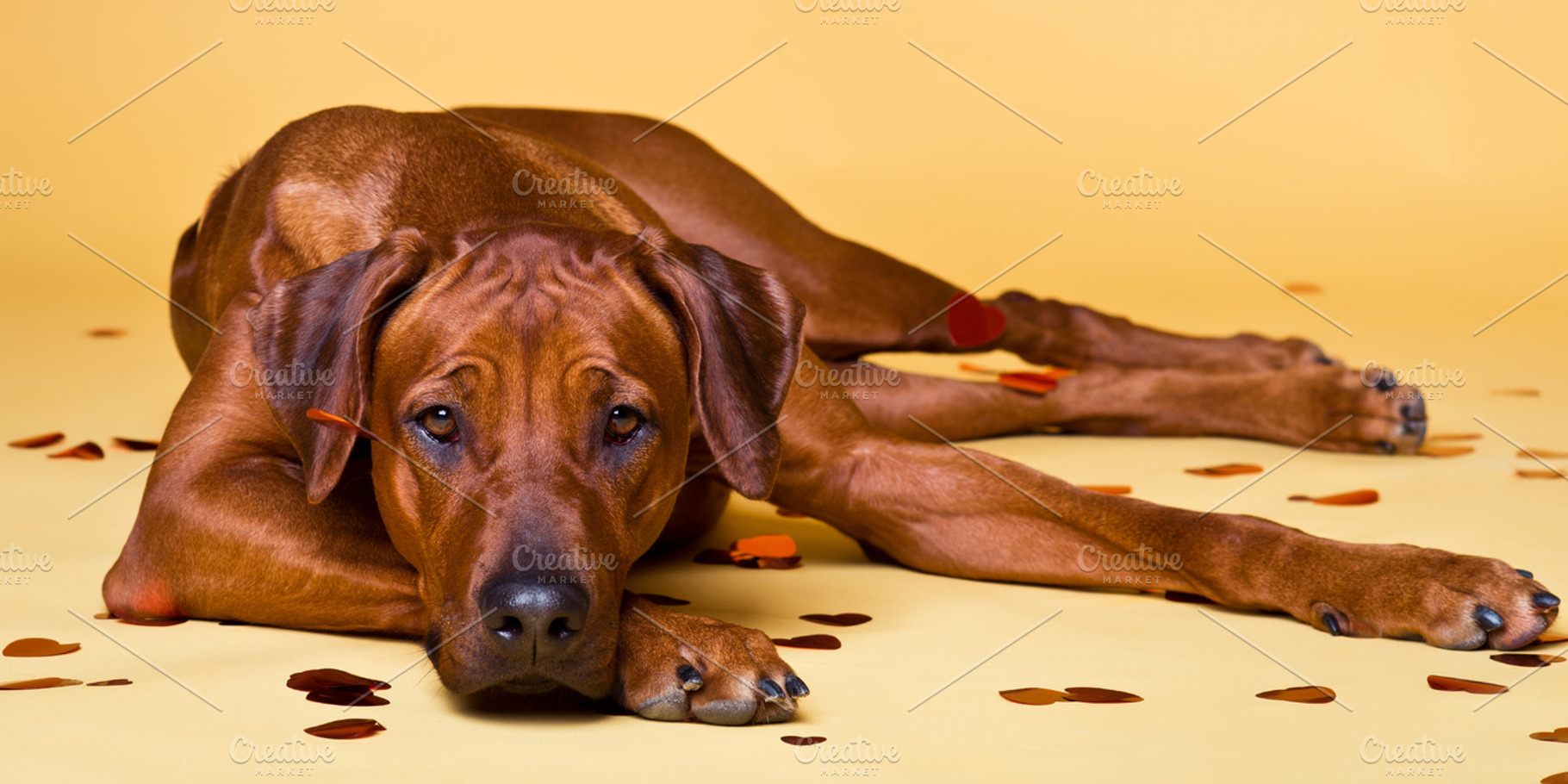 Rhodesian ridgeback dog strewed with paper hearts confetti stock photo, an Animal Photo by olgakhazai