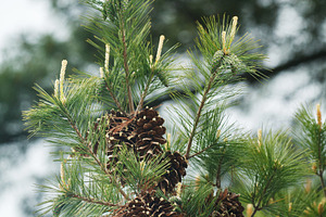 Branch of a pine tree with open brown cones and young green shoots. Natural bac, a Nature Photo by Rohan Photography
