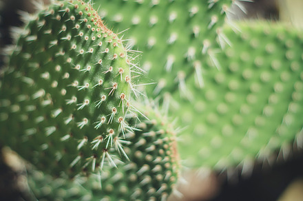 Long Cactuscacti preview 6