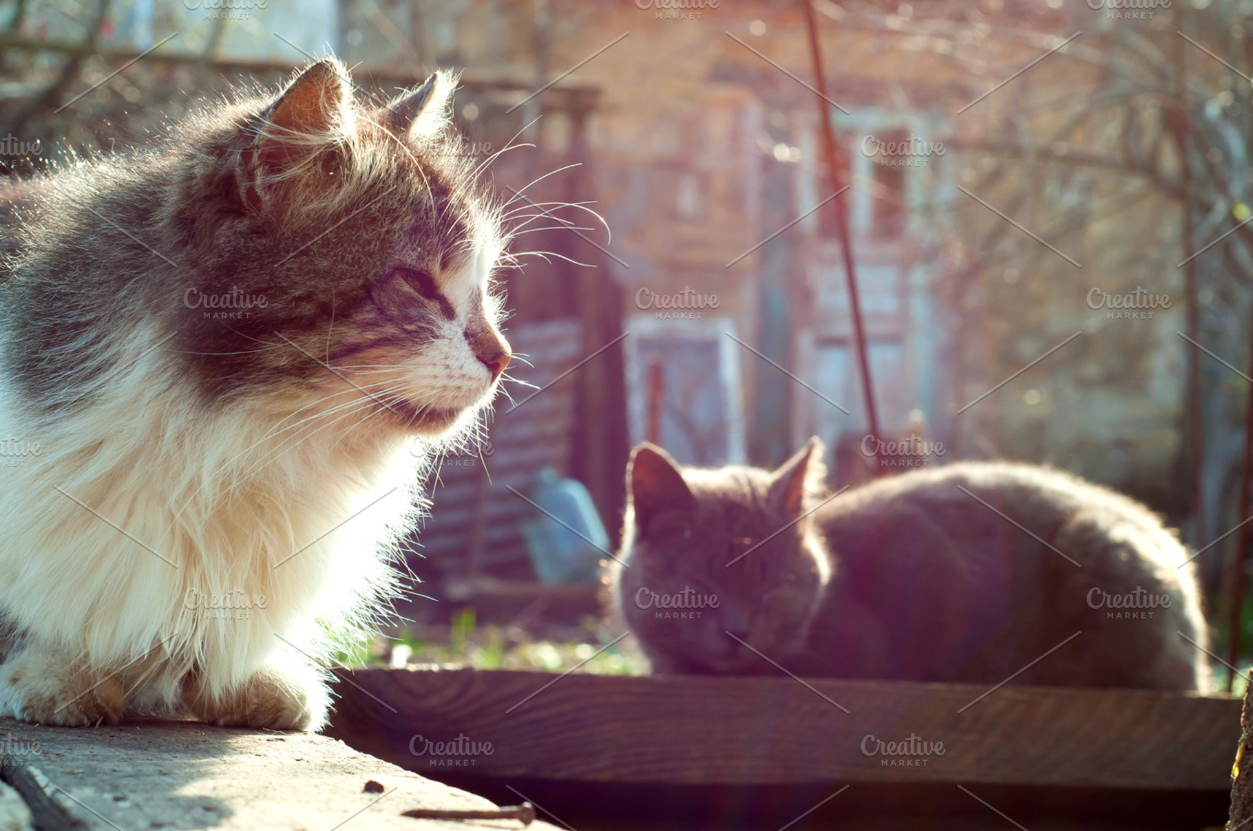 Rural Cats