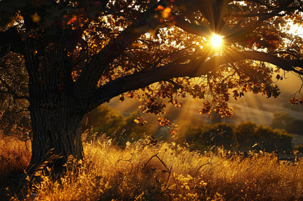 The sun shines through a tree in a f, a Photo by Iftikhar Alam