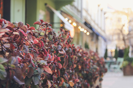 Beautiful plants as restaurant decor outdoor, blurred lights, a Nature Photo by AtlasStudio PRO