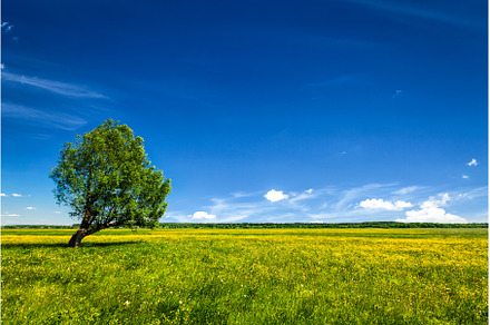 Green field scenery lanscape with, a Nature Photo by f9photos