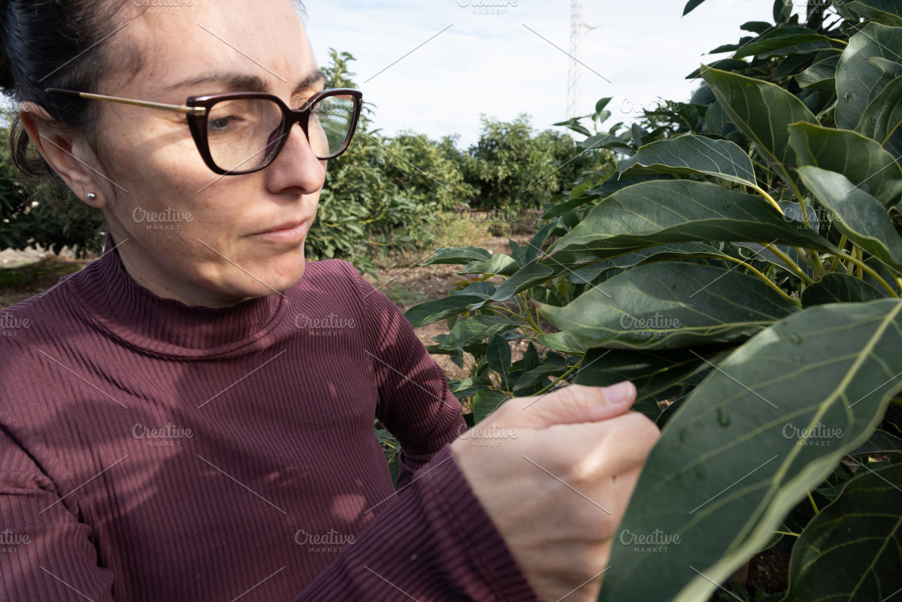 Woman harvesting avocados from a tree., a Person Photo by etorres69
