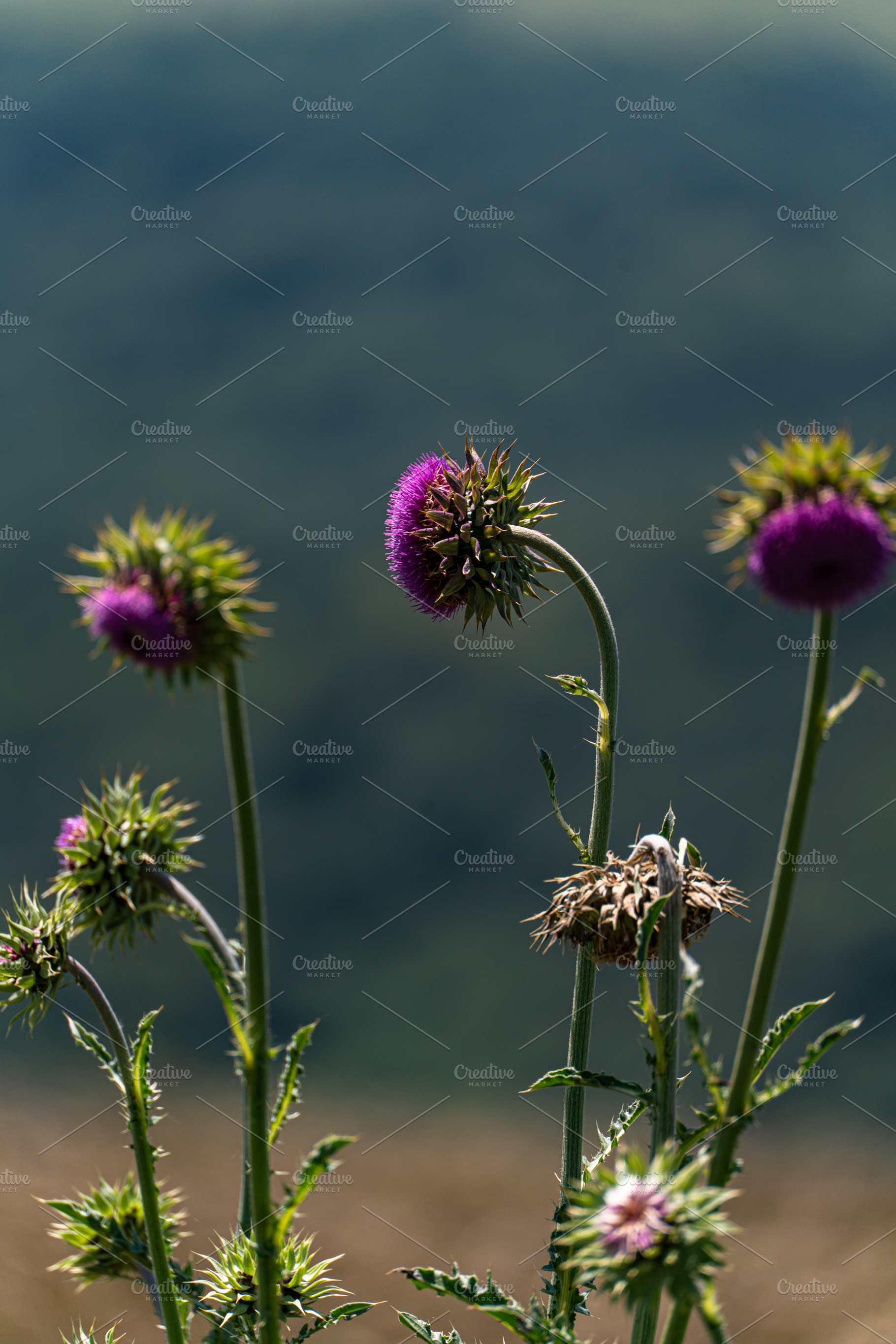 National flower of Scotland - Thristle, a Nature Photo by Anna Bogush