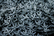 Silver Succulents Photo Pack, a Templates & Theme by c l a r a X Y (Thumbnail 4 of 5)