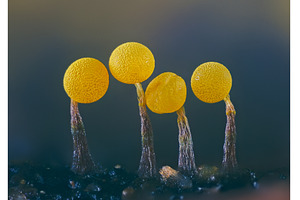 Slime molds. Slime mold - physarum, a Nature Photo by Lukas Jonaitis SHOP