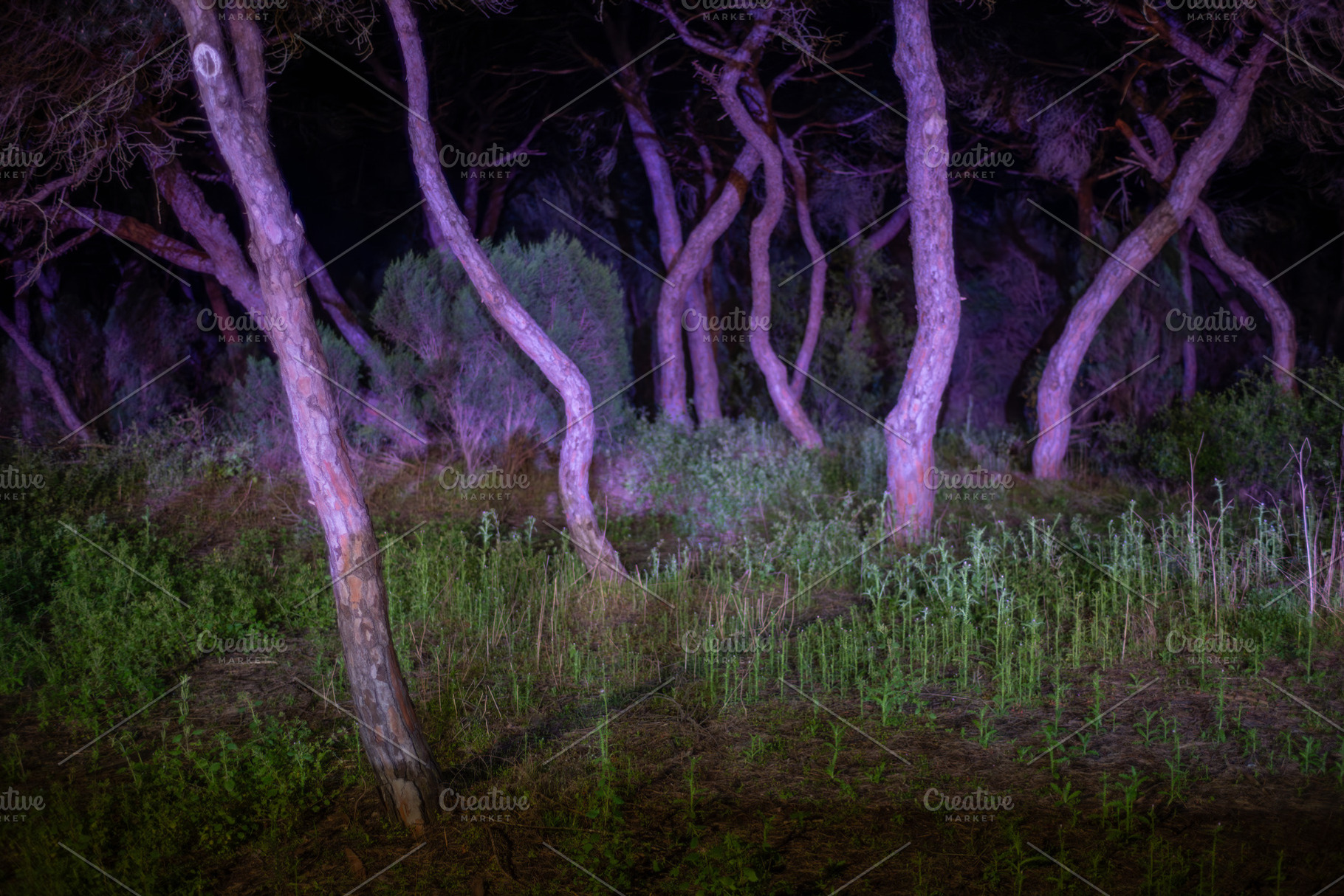 Twisted forest lit at night, an Abstract Photo by SkyNext