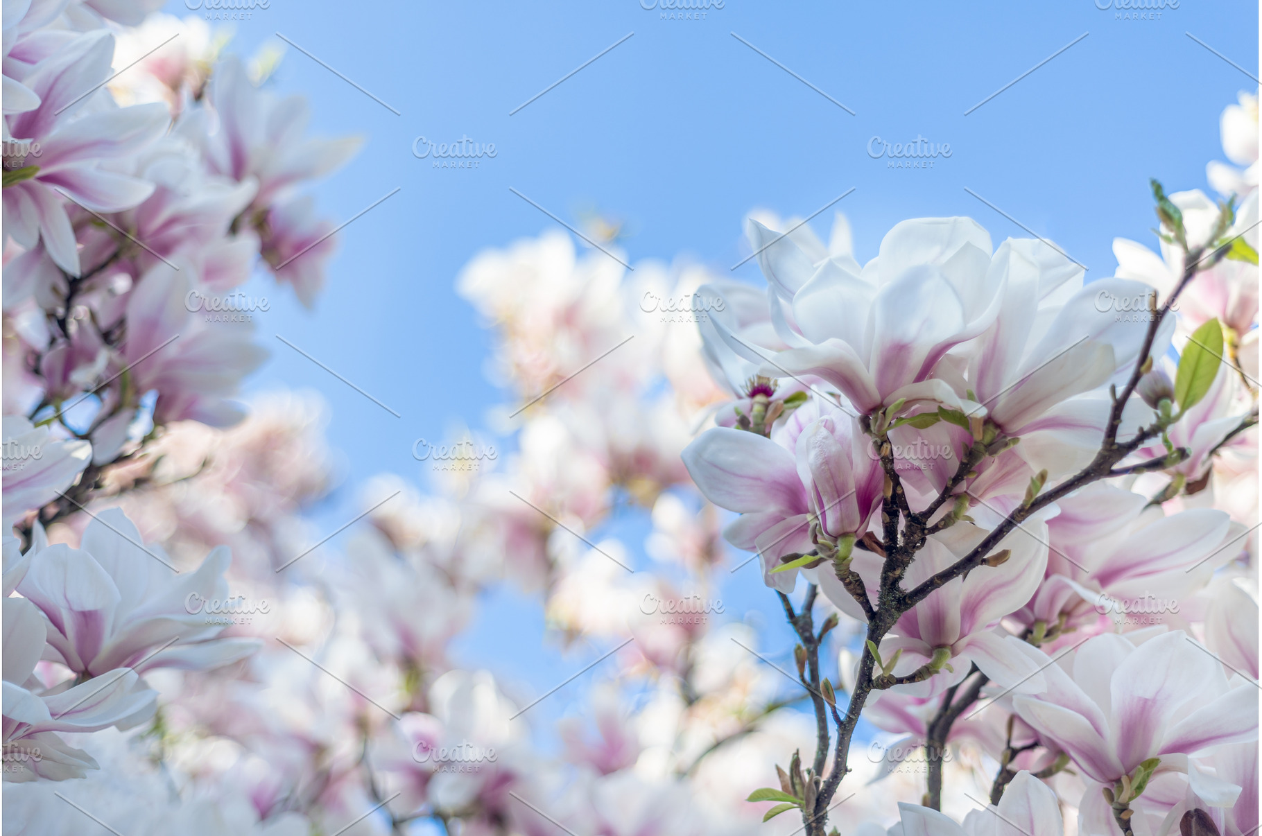 Pink Magnolia Tree Blooming, a Nature Photo by MAnuta