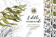 Hand drawn edible seaweeds, a Decorative Illustration by handsketched (Thumbnail 1 of 7)