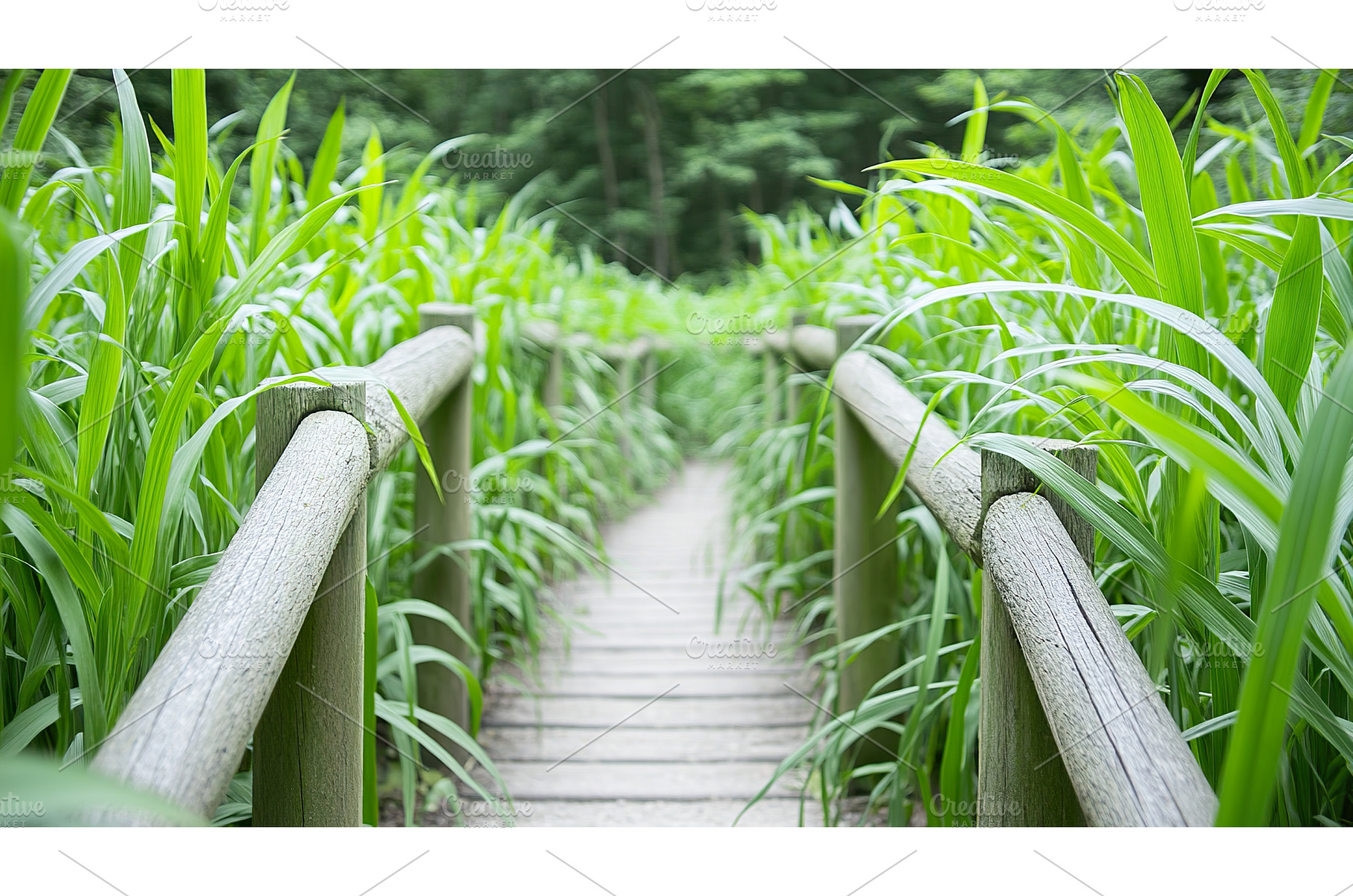 Wooden pathway through lush greenery, an Animal Photo by Lermont51