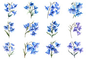 Watercolor Bluebell Flower Clipart, an Illustration by Dream Creation (Thumbnail 2 of 7)