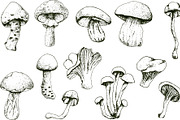 Hand drawn vintage mushrooms, a Food Illustration by Elena Mykhailenko (Thumbnail 2 of 5)