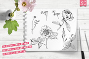 Vector Botanical Illustrations, an Illustration by Katy Clemmans (Thumbnail 2 of 8)