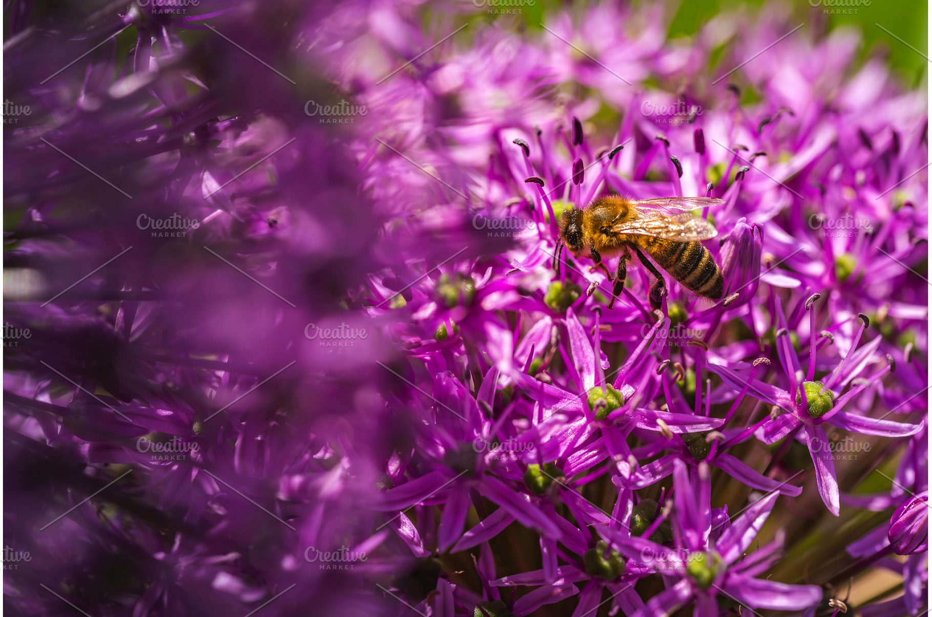A lovely bee is sitting quietly on a, an Animal Photo by MadPhotos