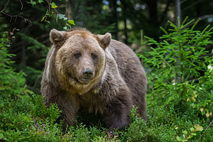 Brown bear standing among lush green foliage in a forest, surrou