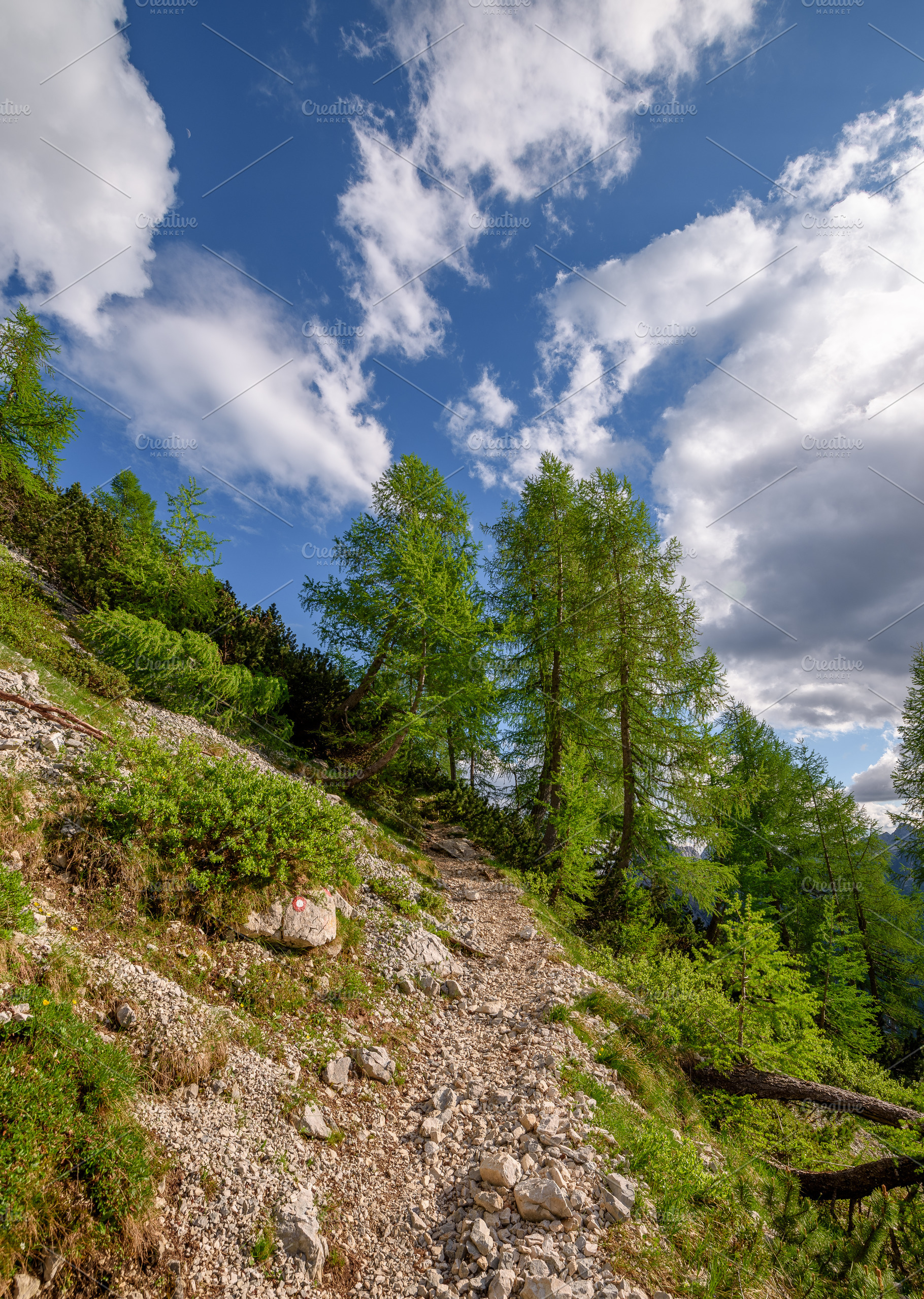 Flowers, path and trees in mountains, a Nature Photo by Dreamy Pixel