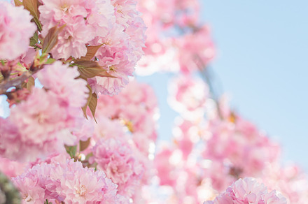 Pink springtime blossoms in downtown stock photo containing flower and pink