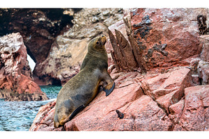Sea lions resting on the stones in, an Animal Photo by Leonid Andronov