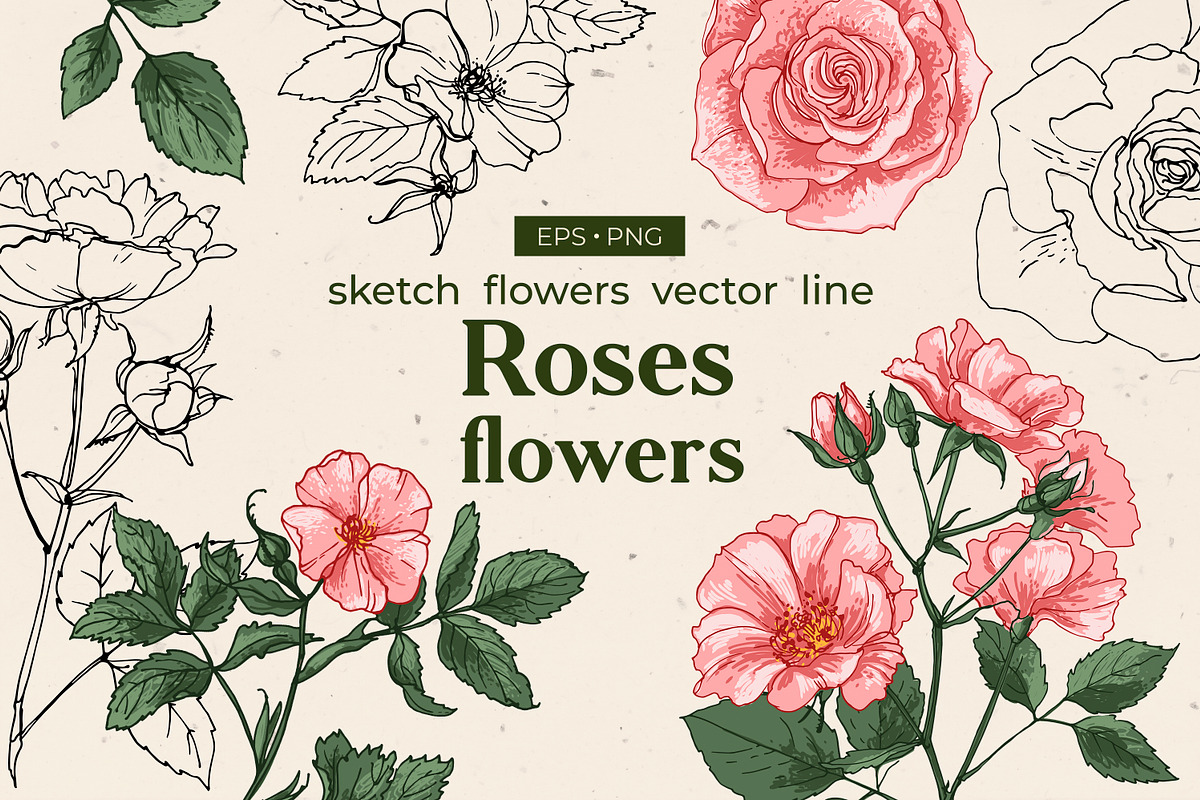 Flowers Roses. Sketch vector, an Illustration by irina.vaneeva (Photo 1 of 3)
