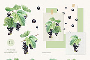 Black currant berry watercolor, a Food Illustration by Fedulova Art (Thumbnail 2 of 10)