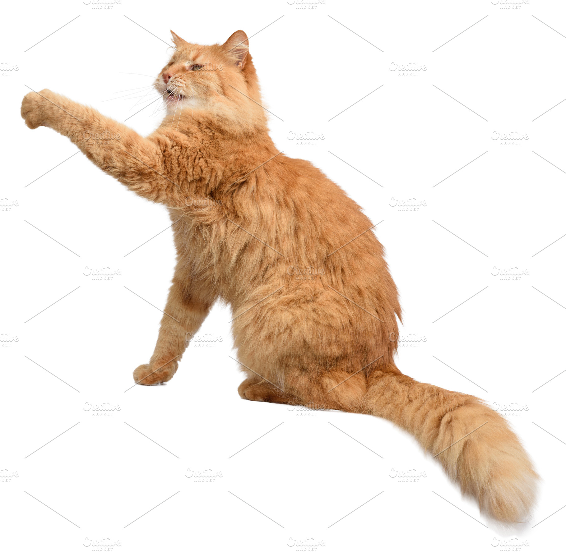 Fluffy red longhaired cat sitting in profile with front paw rais, an Animal Photo by ndanko